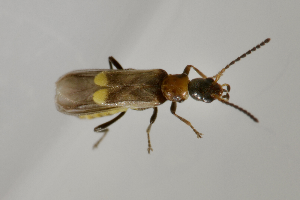 Cantharidae:   Malthodes sp.